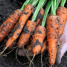 아삭아삭 국내산 산지직송 제철 제주 구좌 햇 흙당근, 1박스, 미니 2kg