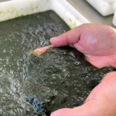 자연가득 영양가득 통통 찰 매생이 400g, 1