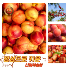 [굿피플] 꿀당도 신비복숭아 복숭아 제철신비복숭아, 1개, 신비복숭아 2kg 중과
