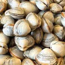 서해안 고창 직송 생물 동죽조개 바지락 백생합 모시조개, 동죽조개 1kg, 1개