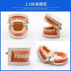 얼굴 코 한의원 모형 해부도 인체 이빈후과 병원, E. 11 구술모델 자율학습부모교육