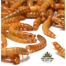 밀웜씨티 살아있는 밀웜, 대 200+@, 1개