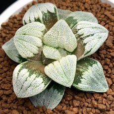 眠 玉 2-2714-13 仿真植物擺飾，免澆水，環保材質，居家裝飾，多款可選, 1個