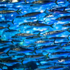 미끼용 잇갑용 정어리 대용량 15kg 갈치 선상 원투 대물 통발 낚시 가성비미끼(급랭), 1개