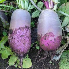 국내산 제주 보라색 자색무 4kg 3-6개 내외, 1개