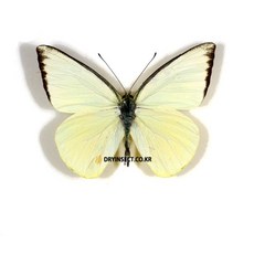 (Appias albina) 알비나흰나비 [N-3-4] 곤충표본, 1개
