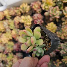 [해뜰다육] 미니벨금(소품) 다육식물 선인장 반려식물 국민다육 키우기쉬운식물