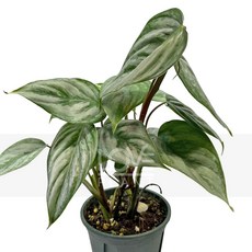 꽃사랑식물나라 소디로이드워프 필로덴드론소디로이 희귀식물 희귀관엽 수입관엽, 1개