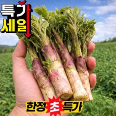 [단독초특가] 자연산 땅두릅 남해 독활 산지직송, 1박스, 500g