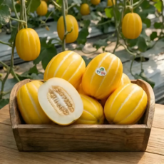 [고당도선별품] 산지직송 고당도 성주 참외, 1박스, 1kg (중소과)