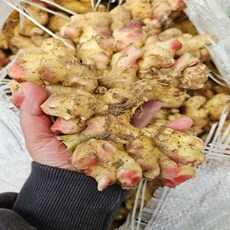 초특가 금메달농수산 국내산 경북 흙생강, 1박스, 1kg(특품)