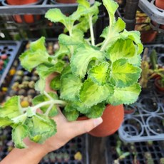 P老闆園藝 黃中斑左手香 多肉植物, 1個, 5吋盆