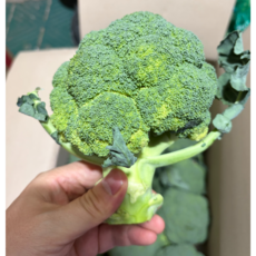 은혜상회 수입산 브로콜리 1박스, 1개, 1kg