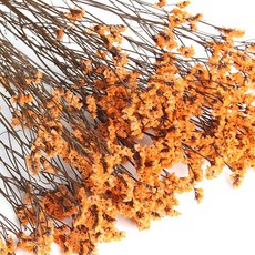 화연양화 프리저브드플라워 시네신스 시넨시스 8색 시들지않는생화, 08 선셋오렌지