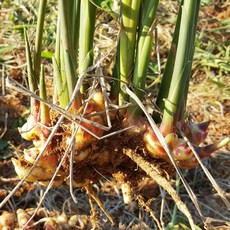 [햇님농장] 서산 고창 흙생강(특상품) 2kg, 1개