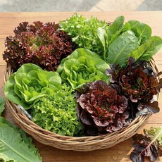 아쿠아포닉스 채소 500g 무농약 유러피안 샐러드, 1개, 샐러드채소 모둠