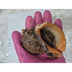 [국내산] 활 참소라 대 kg - [ 5미 내외 ], 1개, 1kg