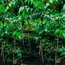 옻나무 묘목 실생묘 노지월동 특용수 약용수 산림조성 수목 (같이가치농원), 1개