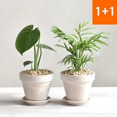 1+1키우기 쉬운 공기정화식물 몬스테라 테이블야자 인테리어식물, 몬스테라+테이블야자(독일크림 11+플라스틱받침 미니), 1세트