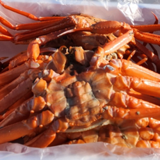 [수율보장] 산지직송 100%당일조업 포항 자숙 홍게, 1개, 4kg