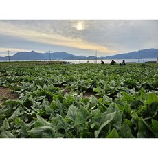 해풍으로 재배한 남해 시금치 보물초 섬초 노지시금치, 1박스, 4kg