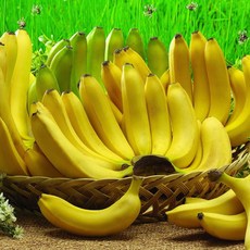 베트남 꿀 바나나 베트남 바나나 베트남산 바나나 고산지바나나 고당도바나나 생바나나, 1개, 1송이 1kg내외