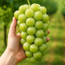 (특품) 샤인머스켓 고당도 선물세트 가능, 1박스, 4kg (8~10수)