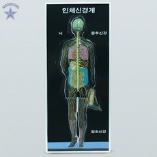 신경계모형(8차새교육용)