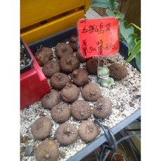 圓葉山烏龜特價優惠:易於照顧 美觀淨化空氣, 1個