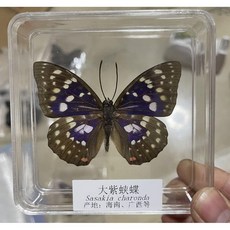 나비 표본 실험 수제 생물 중등과학 해양 사슴 벌레, 큰 보라색 나비, 1개