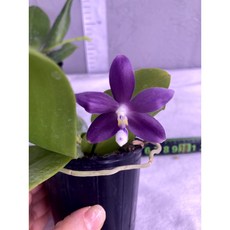 [루반정원] (원종 호접)Phalaenopsis tetraspis Purple Blue, 1개