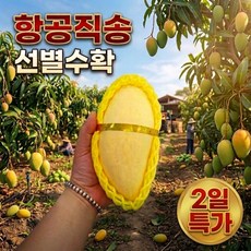 [파격초특가] 50박스한정 항공직송 초고당도 태국 망고, 1박스, 2.5kg (7-8)