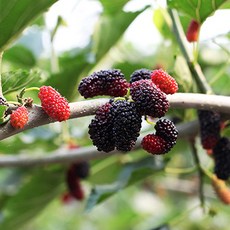 전남 영광 햇 오디 오디생과 뽕나무 열매 급냉 냉동포장 5kg 오디의 효능, 영광 햇오디 5kg, 1개