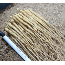 청춘농원 묘삼 1년근 100뿌리 종삼 심는용도 산양삼 장뇌삼 인삼모종 2026년 봄 발아, 100개, 0.75g