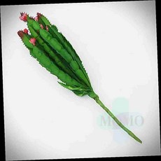 모모 선인장 다육이