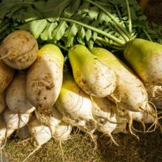 [한정판매]제주 아삭달달 월동무, 1개, 2kg