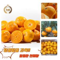 [굿피플] 천혜향 천혜향선물세트 한라봉 과일선물세트 [천혜향 2kg 중소과 선물세트], 1박스