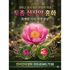 산작약홍화(백두산 작약), 1개