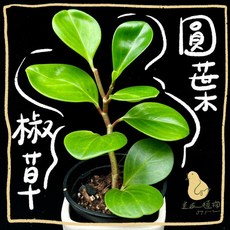 歪皮植物 圓葉椒草 觀葉植物 椒草 雨林植物 觀葉入門款 小品植物 居家室內辦公室盆栽, 1個