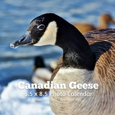 Canadian Geese 8.5 X 8.5 Calendar September 2021 -December 2022: Monthly Calendar with U.S./UK/ Cana... Paperback, Independently Published, English, 9798717436328