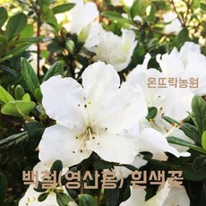 온뜨락농원 [백철] 영산홍 연산홍 최상품 40cm이상 조경수 정원수 전원주택조경 대단지조경공사용 (철쭉-흰색꽃), 1개, 흰꽃