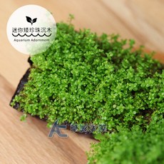 【AC草影】魚缸裝飾 前景草 水草造景 水族飾品, 1個, 迷你矮珍珠沉木