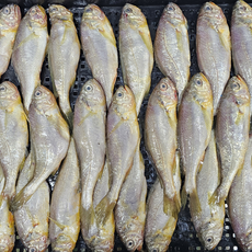 [내일도착] 목포 생물 참조기 20미내외 18cm내외 2kg 1박스, 2kg / 25미내외 / 18cm내외