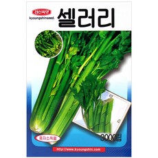 세인화분 톨유다 셀러리 3000립 - 샐러리 씨 씨앗