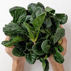 산지직송 신선한 해풍맞은 남해 시금치 섬초, 1개, 500g