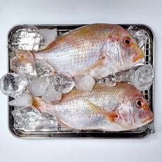 제주 안동수산 황돔 꽃돔 1kg이상 (3~4마리), 1세트, 1kg