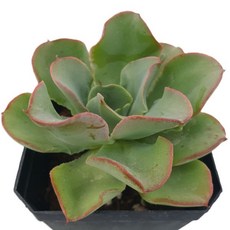 [앨리다육코리아] 불꽃이 일렁이는 듯한 배수비오 7.5cm 화분