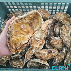 클래미 통영 삼배체굴 특대 대왕 굴 석화, 1개, 삼배체 굴(특대) 1kg