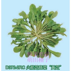 D372-2RC 火箭芝麻菜 芝麻菜芽菜種子 1斤, 1包