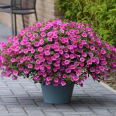 어린모종 밀레니엄벨 8cm분, 카붐 핑크, 1개